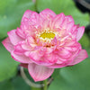 Pink Lady Lotus