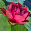 Plum Robe Lotus <br>