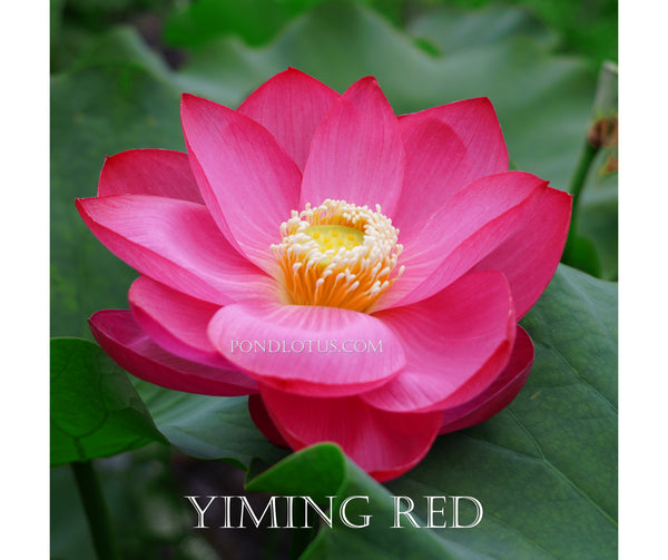 Yiming Red Lotus <br>  ❤️Zac's Top 10❤️ Heavy bloomer!