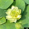Prairie Star Micro Lotus<br>A Green Lotus Flower!