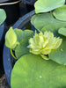 Prairie Star Micro Lotus<br>A Green Lotus Flower!