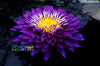 Purple Passion Water Lily <br> Incredible Large Flowers!
