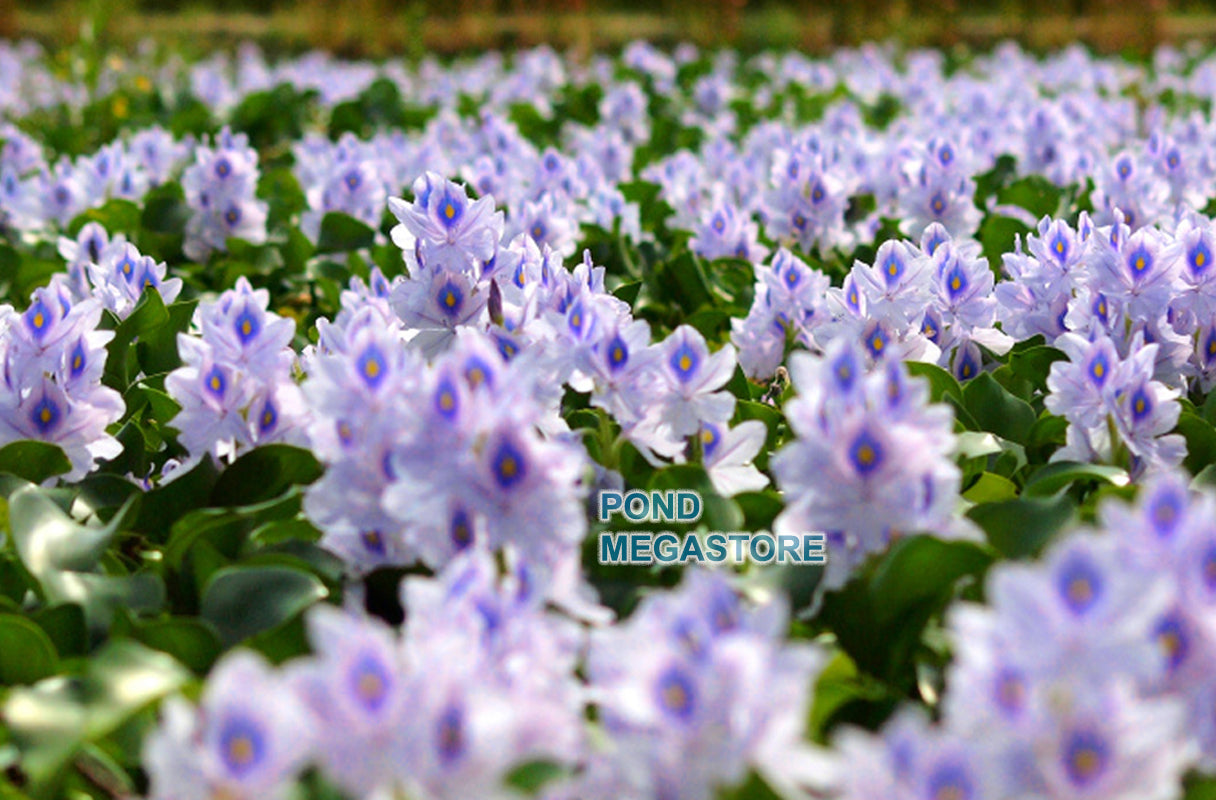 Water Hyacinth (Eichornia Crassipies) <br> Our most popular Floating Pond Plant <br> Live pond plants to your door! - pondmegastore