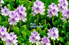 Water Hyacinth<br> Floating Pond Plants