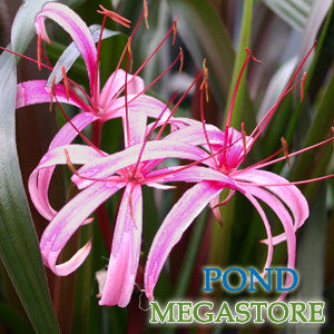 red white crinum lily Red Leaf Bog Lily (Crinum Menehune)