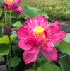 Jing Gang Shen Lotus <br> Tall - Brilliant-Red Heavy Bloomer!