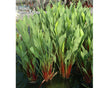 Red-Stemmed LanceLeaf Arrow (Sag. Lancifolia Rubrum) <BR>