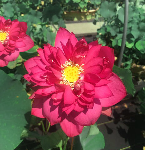 Red Tree Peony Lotus   <br>  Brilliant Red! Always a customer favorite!