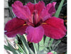 Red Louisiana Iris <br> Louisiana Bog Iris