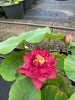 Red Symphony Lotus  <br>  Lush full flowers!