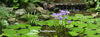 Waterlily World Pond Tabs + Humates (Choose Size)