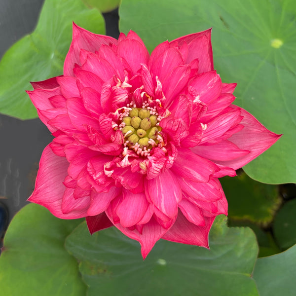 Hermosa Rose Lotus