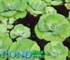 Water Lettuce<br> Fast spreading and most beautiful variety