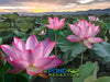 Pink Sacred Lotus <br>  Important for growing at Temples & other places of high importance.