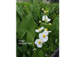 Arrowhead (Native Sagittaria Latifolia ) <br>Also known as Duck Potato / Katniss  <br> THIS SHIPS IN SPRING & SUMMER