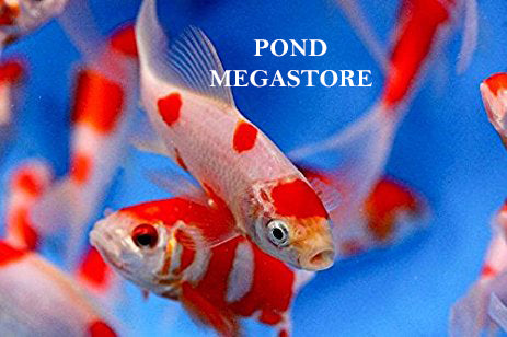 Sarasa Comet (2.5 inch) - pondmegastore