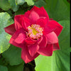 Scarlet Lady Lotus