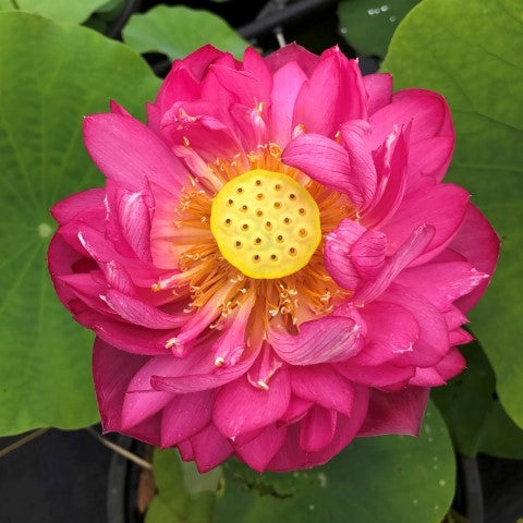 Scarlet Peach Lotus