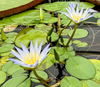 Cerulea Water Lily <br> Blue Lotus of the Nile<br>Ships June 1, Live Plant!
