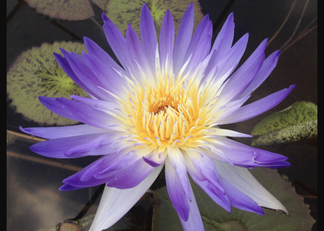 Amethyst Mist Annual Water Lily - Pond Megastore