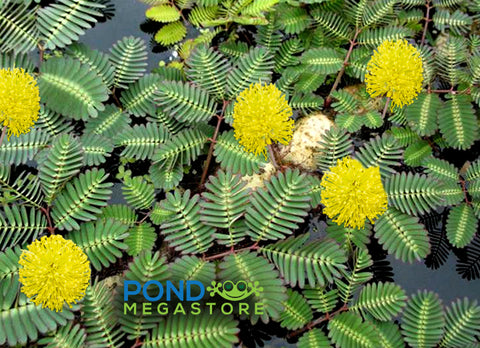 Water mimosa<br>The Sensitive Plant! <br>Touch & she closes up instantly!