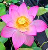 Shin Kago Hash Lotus  <br> Refreshing color on amazing blooms!