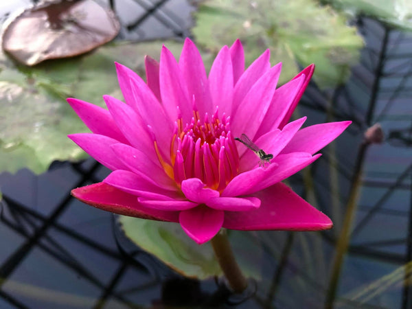 Shirley Bryne Annual Water Lily