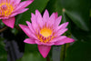 Shirley Bryne Annual Water Lily