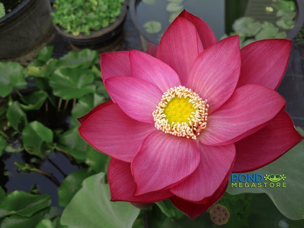 Shoot Fire Lotus  <br>  Beautiful color, beautiful flowers, beautiful seed pods!