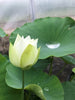 Snow Beauty Lotus  <br> Classic, white, single-petal!