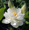 Snow White Lotus  <br>  Large /Angelic, white blooms!