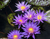 Star Of Zanzibar Water Lily <br> Medium-Large Water Lily