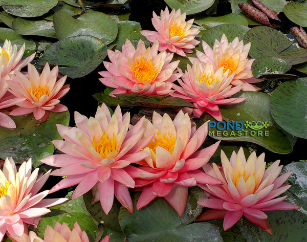 Sunfire Waterlily <br> Large Hardy Water Lily <br> A Pond Megastore Top pick!