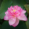 Super Excellence Lotus  <br> Ravishing blooms!