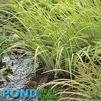Variegated Sweetflag, Winter Hardy (Acorus Calamus) <br> Tall midlevel plant <br> Native, much better than cattails