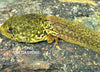 Live Frog Tadpoles (small quantity) <br> Fall Shipments Now