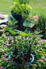 Tea Cup Taro <br> Teacup On Sale!