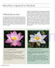 Thai Nationality Waterlily in Pang U Bon <br> by Primlarp Wasuwat & Komgrit Chukiatman <br> Hardcover