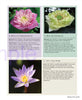 Thai Nationality Waterlily in Pang U Bon <br> by Primlarp Wasuwat & Komgrit Chukiatman <br> Hardcover