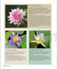 Thai Nationality Waterlily in Pang U Bon <br> by Primlarp Wasuwat & Komgrit Chukiatman <br> Hardcover