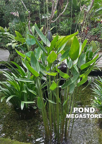 Thalia Delbata <br> The Perfect Pond Plant for any location!