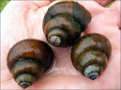 Trapdoor Pond Snails <br> (Bulk Quantity) From the fishery <br> Ships all year - pondmegastore