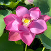 Twilight Lotus