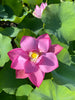 Twilight Lotus