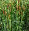Graceful Cattail (typha)<br> 4-6' Tall Cat-O-Nine Tail