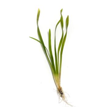 Vallisneria, (val dwarf americana)<br> Winter Hardy Oxygenating Pond Plants