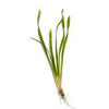 Vallisneria, (val dwarf americana)<br> Winter Hardy Oxygenating Pond Plants