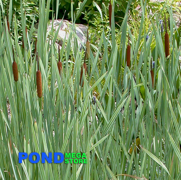 Variegated Cattail, Winter Hardy (Typha I. Variegata)