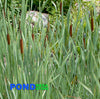 Variegated Cattail, Winter Hardy (Typha) Gorgeous Foliage!