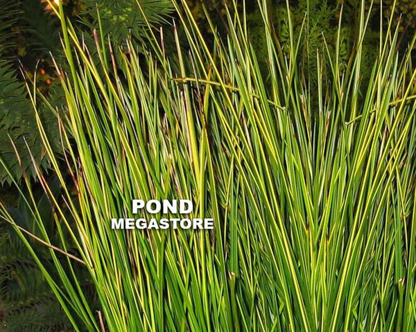 Golden Swords, EVERGREEN! <br> (Baumea Rubig Var.) <br> Variegated Striped Rush<br>Available Now